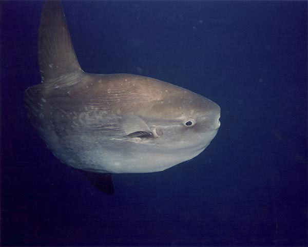 Sun Fish (Mola mola)