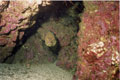 Moray Eel