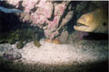 Moray Eel