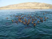 Sea Lions At The Sandspit
