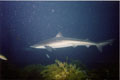 Soupfin Shark