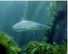 Soupfin Shark